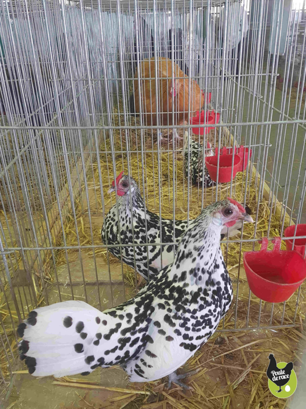 poule hambourg argenté pailleté poule hambourg argenté pailleté