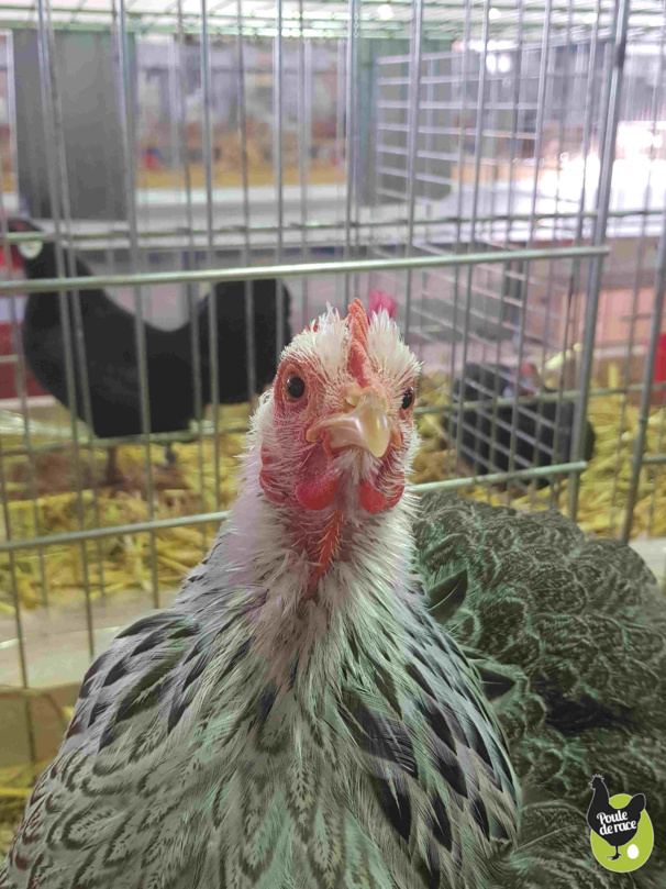 poule pékin perdrix maillé argenté poule pékin perdrix maillé argenté