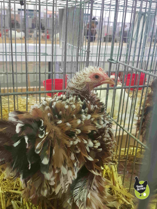 poule pekin porcelaine rouge frisé poule pekin porcelaine rouge frisé