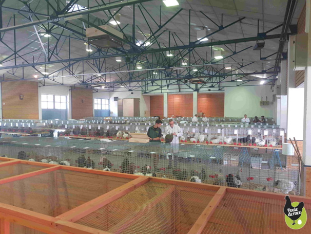 évaluation des sujets par les juges avicoles évaluation des sujets par les juges avicoles