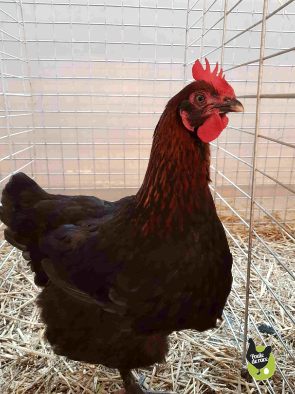 Poule Marans noir à camail cuivré de chez poulederace.com