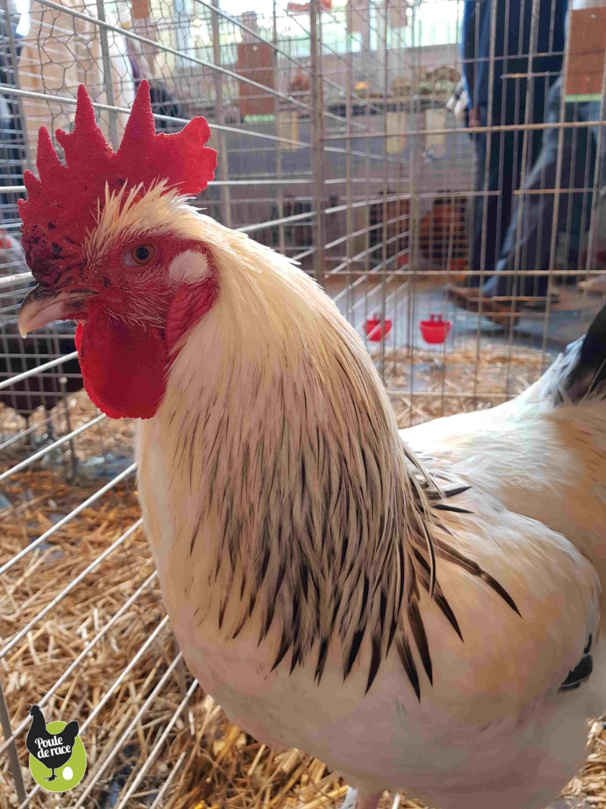 Coq Marans herminé noir Coq Marans herminé noir