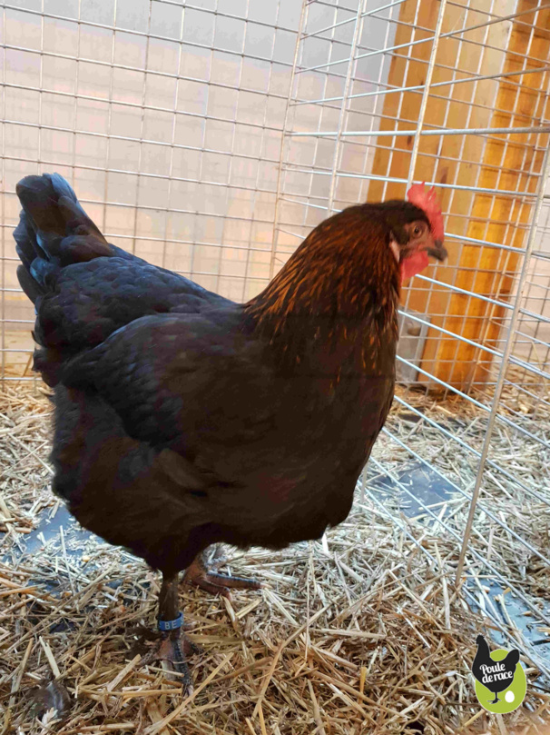 poule Marans noir à camail cuivré championne regionale