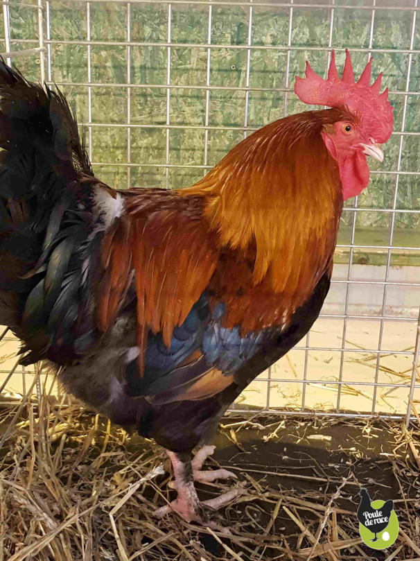 Coq Marans froment vice champion régional de chez poulederace.com Coq Marans froment vice champion régional de chez poulederace.com