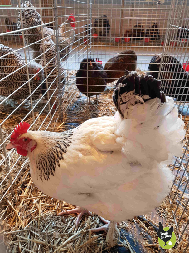 poule Marans herminé noir poule Marans herminé noir