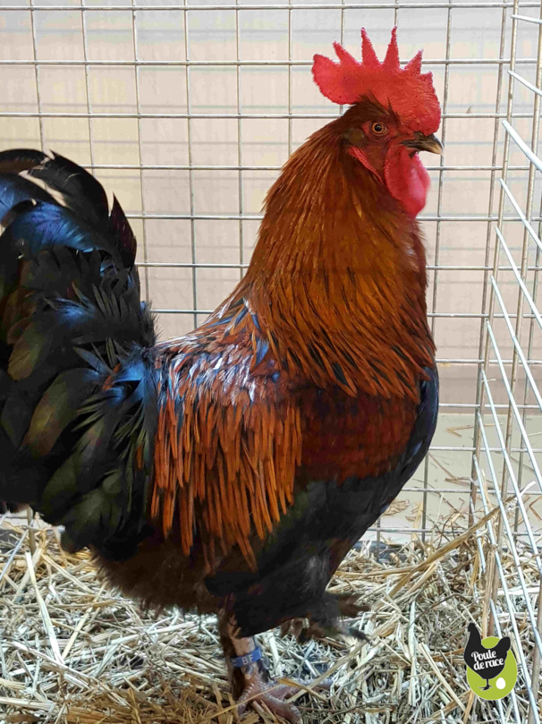 coq Marans noir à camail cuivré de chez poulederace.com coq Marans noir à camail cuivré de chez poulederace.com