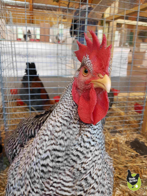 coq amrocks barré coq amrocks barré