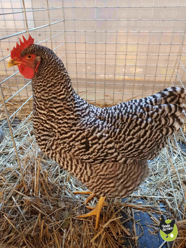 poule amrocks barré poule amrocks barré