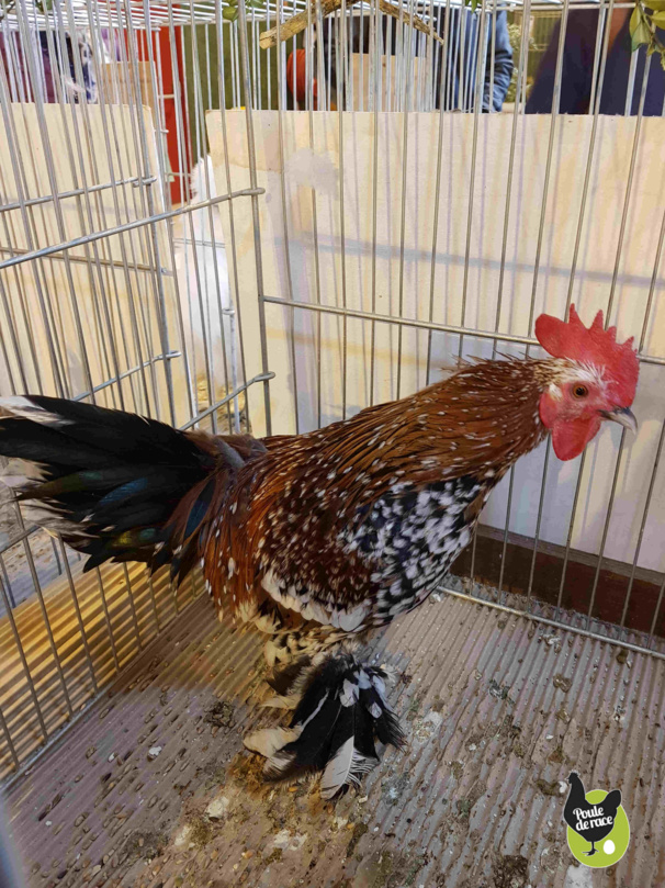 coq sabelpoot porcelaine doré coq sabelpoot porcelaine doré