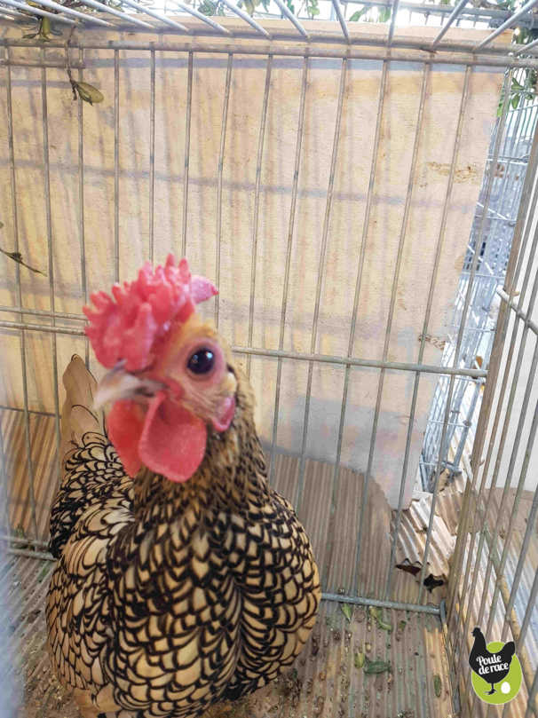 coq sebright citon coq sebright citon