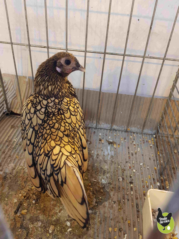 poule sebright citron poule sebright citron