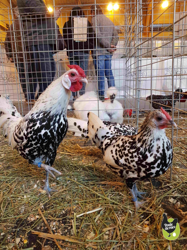 hambourg palleté argenté hambourg palleté argenté