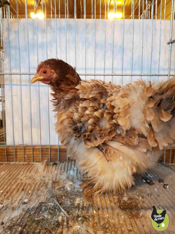 poule pekin frisée naine poule pekin frisée naine