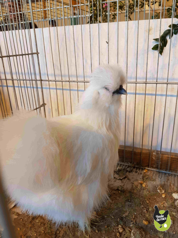 poule soie blanche barbue