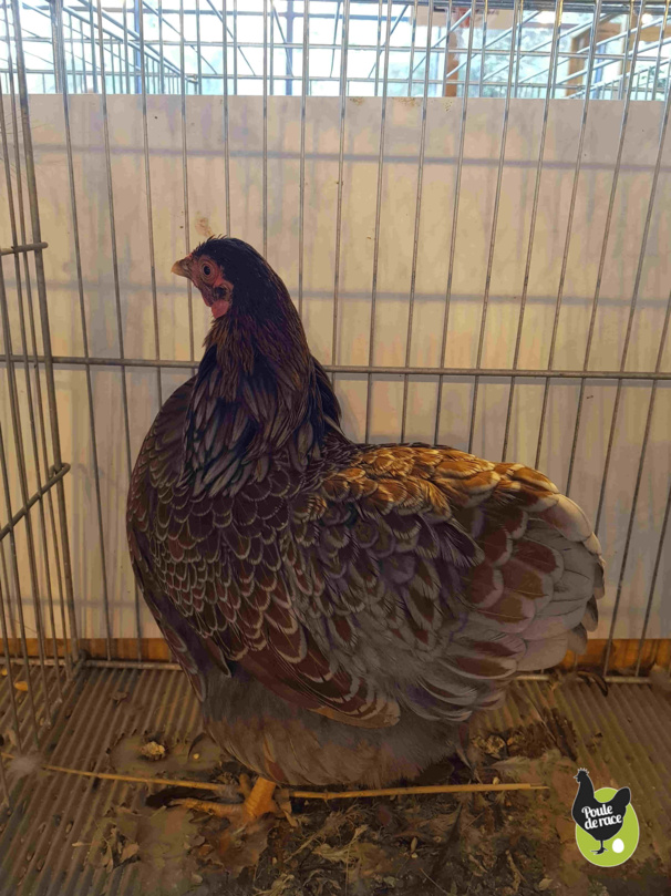 poule wiandotte doré liseré bleu naine