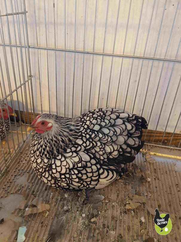 poule wiandotte naine argenté liseré noir poule wiandotte naine argenté liseré noir