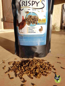 Des insectes pour nos poules Des insectes pour nos poules