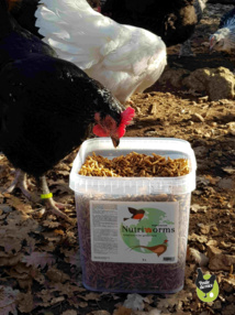 Des insectes pour nos poules Des insectes pour nos poules