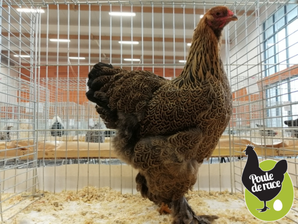 poule Brahma perdrix doré