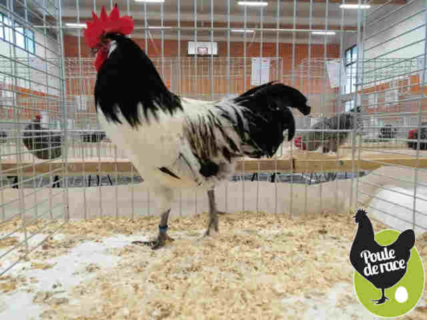 coq Lakenfelder coq Lakenfelder