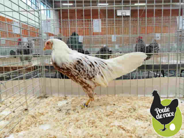 poule Yokohama poule Yokohama