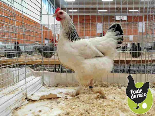 poule Bourbourg poule Bourbourg