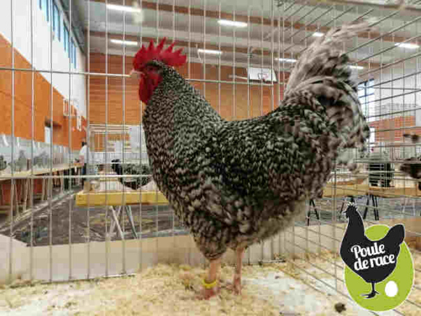 coq coucou des flandres coq coucou des flandres