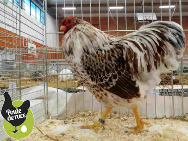 coq wyandotte doré liseré blanc coq wyandotte doré liseré blanc