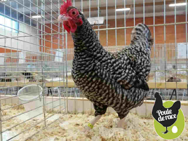 poule coucou des flandres naine poule coucou des flandres naine