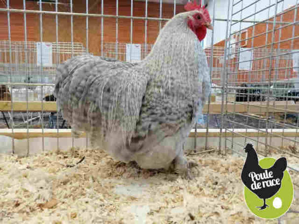 Coq pekin coucou gris perle Coq pekin coucou gris perle