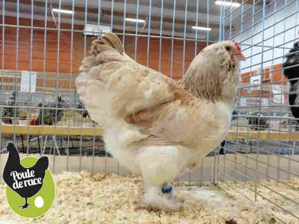 poule faverolle francaise froment argenté poule faverolle francaise froment argenté