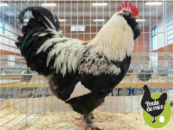 coq faverolle francaise froment argenté coq faverolle francaise froment argenté