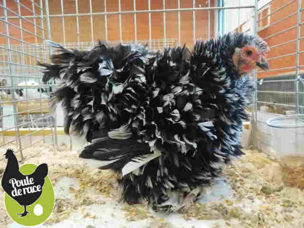 poule-pekin-noir-caillouté-blanc-frisée poule-pekin-noir-caillouté-blanc-frisée