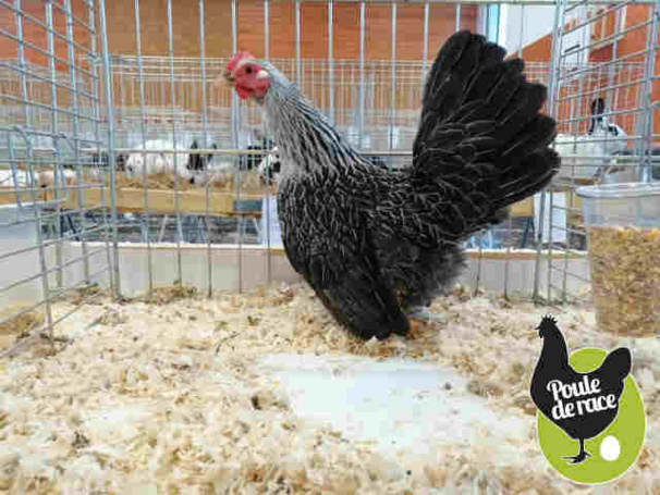 poule-chabo poule-chabo