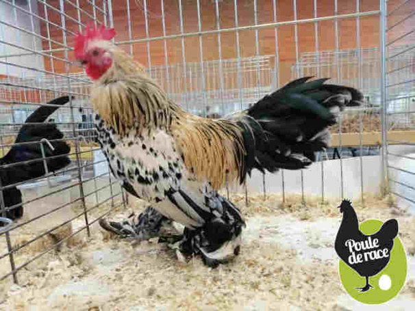coq sabelpoot citroné coq sabelpoot citroné