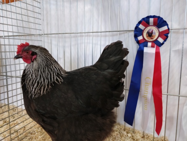 poule marans noir à camail argenté championne régionale