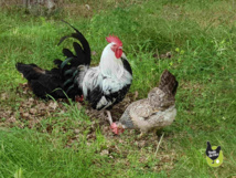 les enclos pour poulaillers les enclos pour poulaillers