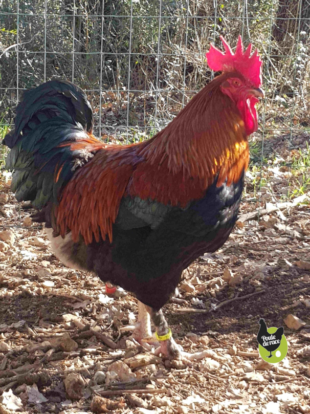 Coq marans noir à camail cuivré un de mes plus beau sujets!