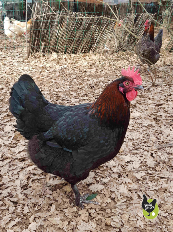 poule marans "noir à camail cuivré" beau camail et bonne masse