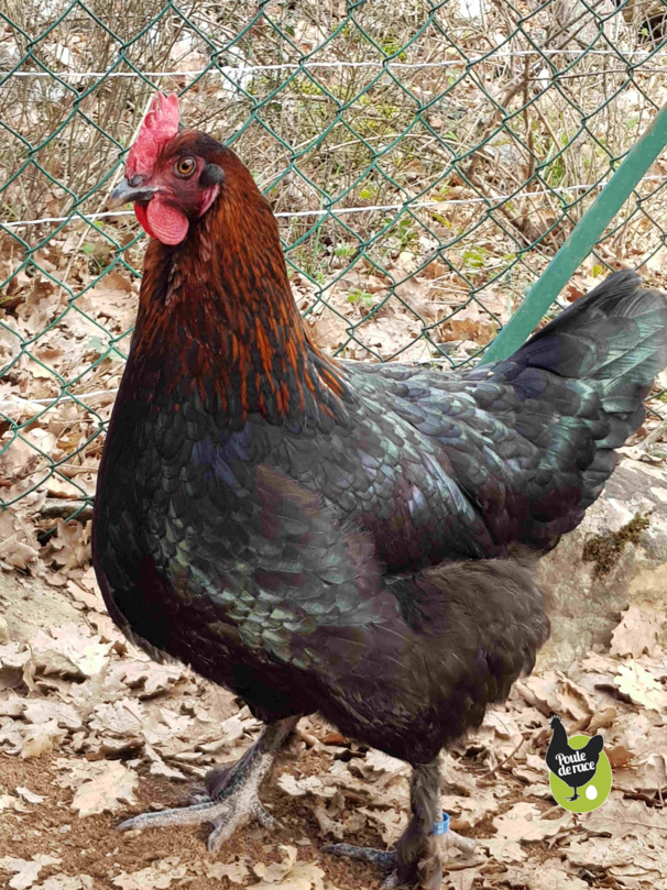 poule marans "noir à camail cuivré"