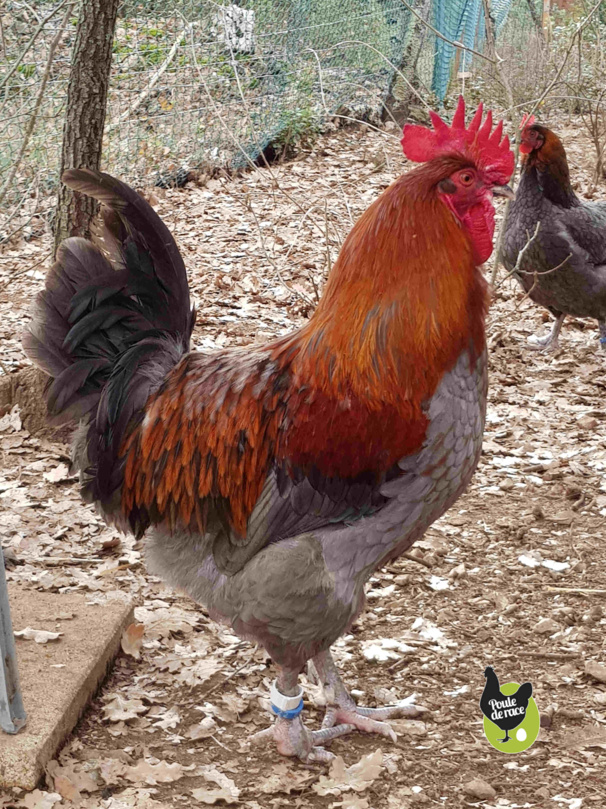 coq marans bleu à camail cuivré avec de tres belles couleurs.