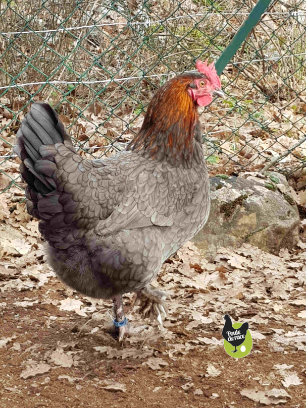 poule marans "bleu à camail cuivré" avec un tres beau camail difficile à obtenir chez la BCC poule marans "bleu à camail cuivré" avec un tres beau camail difficile à obtenir chez la BCC