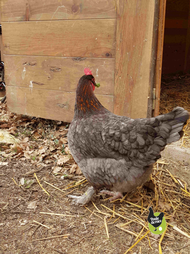 poule marans "bleu à camail cuivré" poule marans "bleu à camail cuivré"