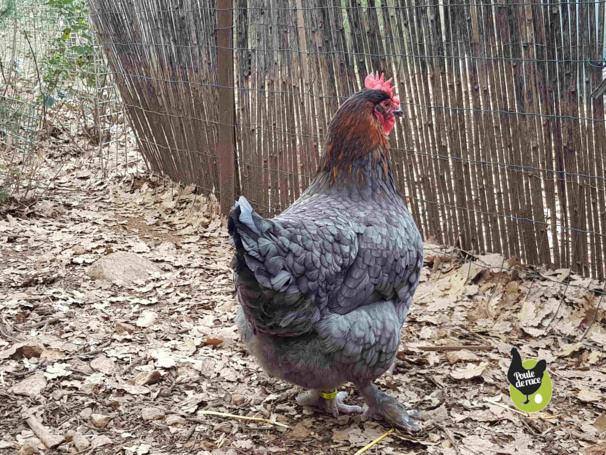 poule marans "bleu à camail cuivré" j'aime bien sa robe.