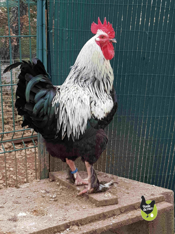 Coq marans noir à camail argenté, un tres beau sujet avec une bonne masse et un beau volume.