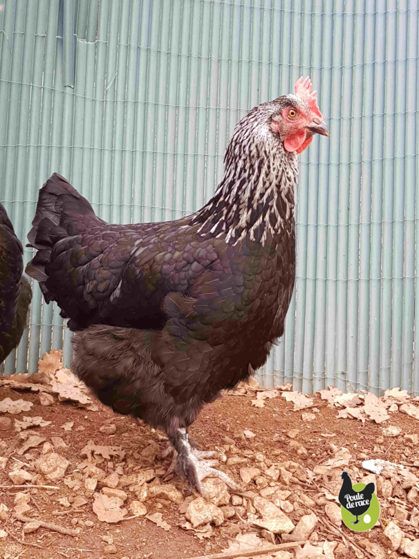 poule marans "noir à camail argenté" avec un tres beau camail.