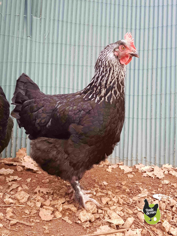 poule marans "noir à camail argenté" avec un tres beau camail. poule marans "noir à camail argenté" avec un tres beau camail.