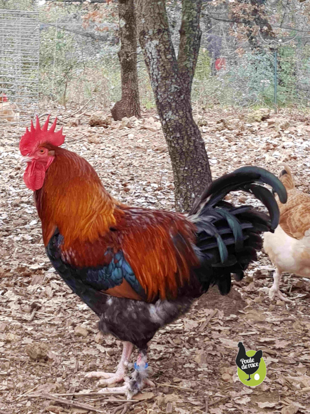 coq marans froment doré, vice champion régional