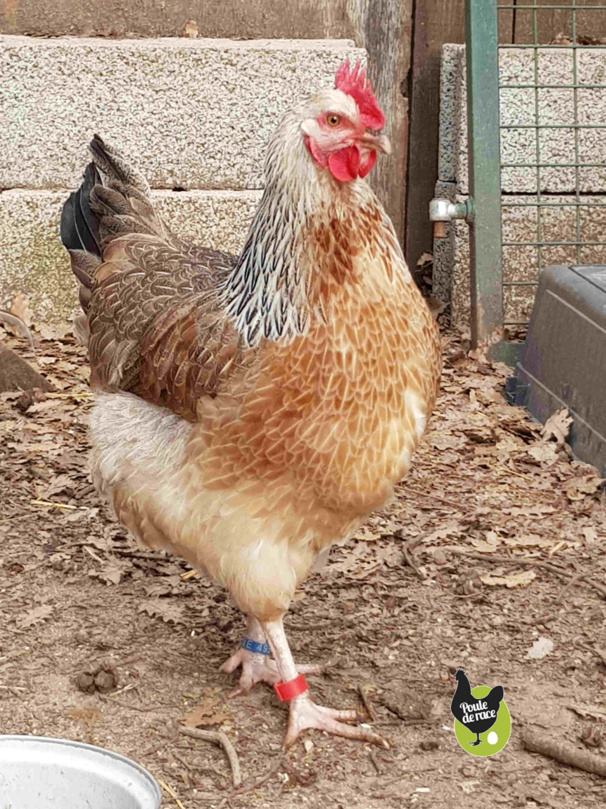 poule marans saumon argenté