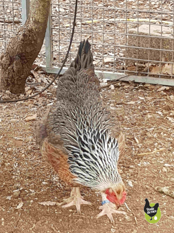 Mes poules Marans